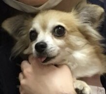 【運命の赤い糸見～つけた💓チワワのテツコちゃん💕】2020,3,7